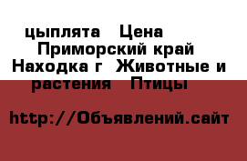 цыплята › Цена ­ 150 - Приморский край, Находка г. Животные и растения » Птицы   